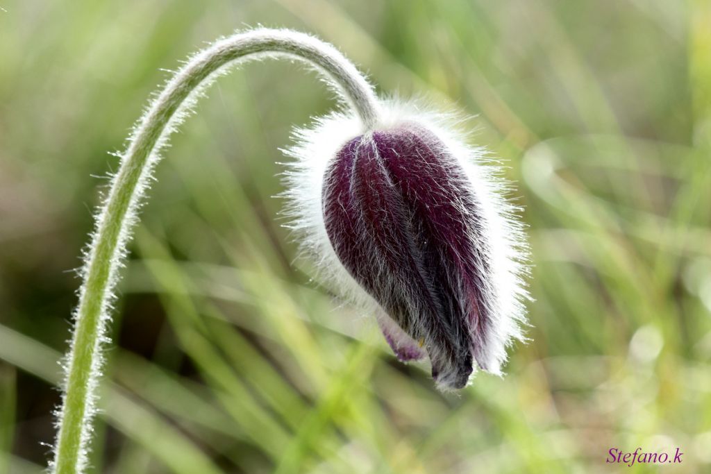 Pulsatilla montana (Hoppe) Rchb.